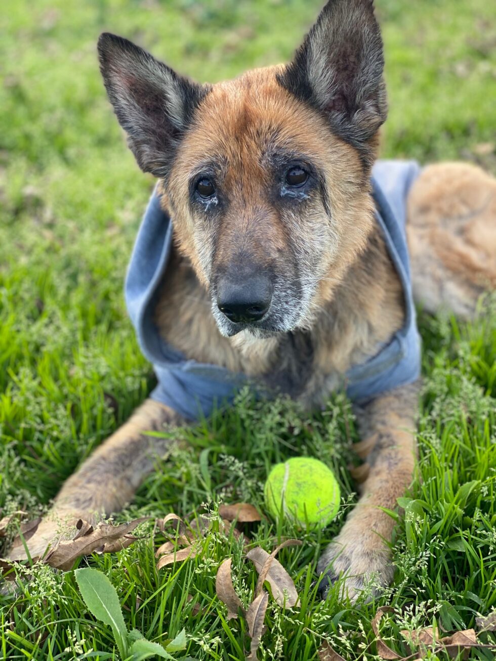 What Does Rescue Mean To Me Pearls Place what-does-rescue-mean-to-me-pearls-place
